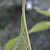 Callicarpa americana, fruit