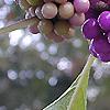 Callicarpa americana, fruit