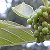 Callicarpa americana, fruit