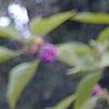Callicarpa americana, fruit