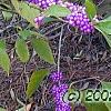 Callicarpa americana, fruit