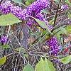 Callicarpa americana, fruit