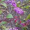 Callicarpa americana, fruit
