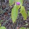 Callicarpa americana, fruit