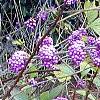 Callicarpa americana, fruit