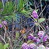 Callicarpa americana, fruit