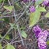 Callicarpa americana, fruit