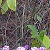 Callicarpa americana, fruit