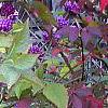 Callicarpa americana, fruit