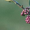 Callicarpa americana, fruit