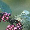 Callicarpa americana, fruit