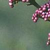 Callicarpa americana, fruit