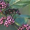 Callicarpa americana, fruit