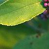 Callicarpa americana, fruit