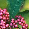 Callicarpa americana, fruit
