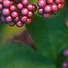 Callicarpa americana, fruit