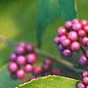 Callicarpa americana, fruit
