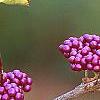 Callicarpa dichotoma, fruit