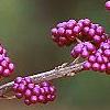 Callicarpa dichotoma, fruit