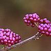 Callicarpa dichotoma, fruit
