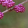 Callicarpa dichotoma, fruit