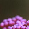 Callicarpa dichotoma, fruit