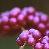 Callicarpa dichotoma, fruit