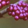 Callicarpa dichotoma, fruit
