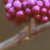 Callicarpa dichotoma, fruit