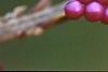 Callicarpa dichotoma, fruit