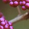 Callicarpa dichotoma, fruit