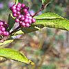Callicarpa dichotoma 'Early Amethyst', fruit