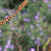 Callicarpa dichotoma 'Early Amethyst', fruit