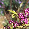 Callicarpa dichotoma 'Early Amethyst', fruit