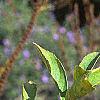 Callicarpa dichotoma 'Early Amethyst', fruit