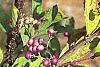 Callicarpa dichotoma 'Early Amethyst', fruit