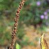 Callicarpa dichotoma 'Early Amethyst', fruit