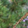 Callicarpa dichotoma 'Early Amethyst', fruit