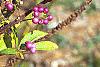 Callicarpa dichotoma 'Early Amethyst', fruit