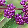 Callicarpa dichotoma 'Early Amethyst', fruit