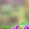 Callicarpa dichotoma 'Early Amethyst', fruit