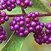 Callicarpa dichotoma 'Early Amethyst', fruit