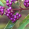 Callicarpa dichotoma 'Early Amethyst', fruit