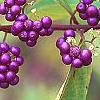 Callicarpa dichotoma 'Early Amethyst', fruit