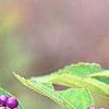 Callicarpa dichotoma 'Early Amethyst', fruit