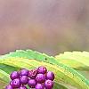 Callicarpa dichotoma 'Early Amethyst', fruit