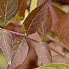 Callicarpa dichotoma 'Issai', fruit