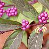 Callicarpa dichotoma 'Issai', fruit