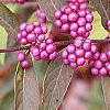 Callicarpa dichotoma 'Issai', fruit