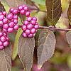 Callicarpa dichotoma 'Issai', fruit